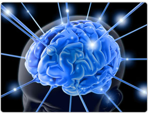 brain01
